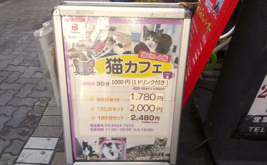 にゃんくる蒲田店 可愛い猫さんと一緒に楽しい時間を過ごしたい お気に入りの猫さんの里親になれるかも Recosche レコスケ