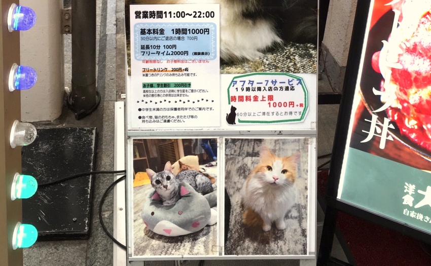 猫カフェ きゃりこ 吉祥寺店_2