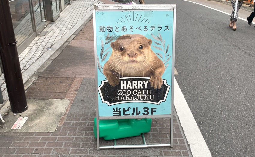 カワウソカフェ HARRY原宿テラス店_5