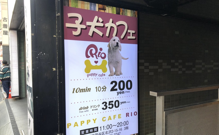 子犬カフェ RIO 下北沢店_6