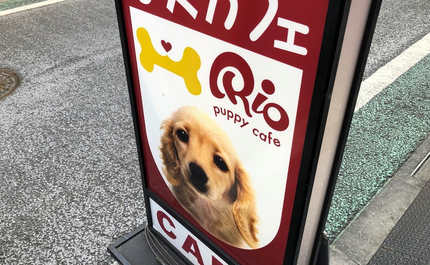 子犬カフェ RIO 下北沢店_5