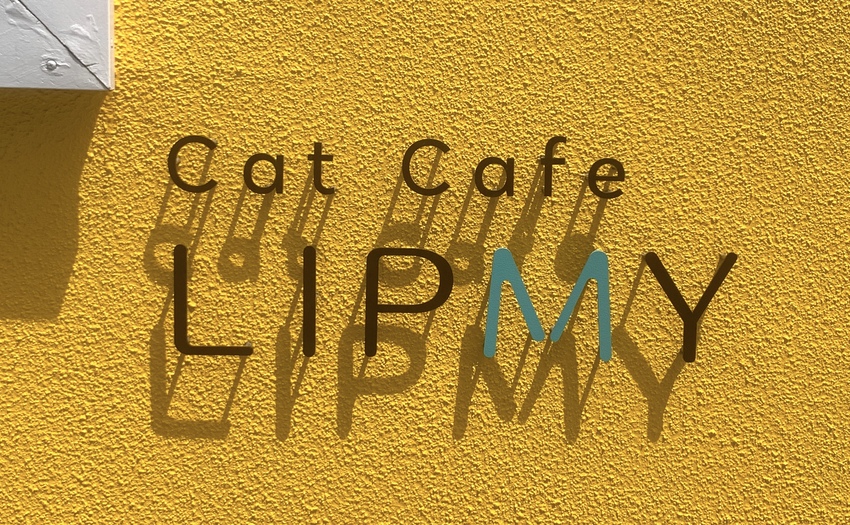 猫カフェ リプミィ_3