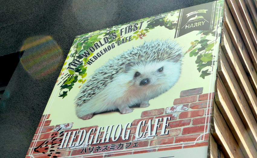 Hedgehog cafe　HARRY 六本木店_1