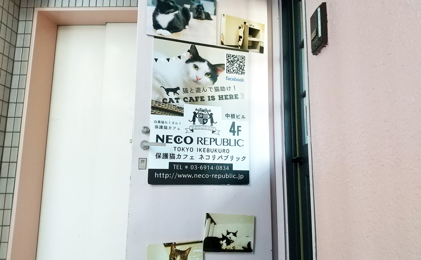 保護猫カフェ ネコリパブリック池袋店_5