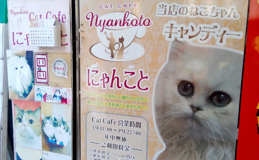 cat cafe にゃんこと_2
