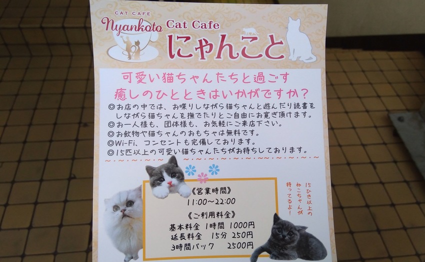 cat cafe にゃんこと_3